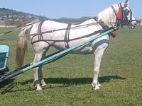 Mare, Orlov Trotter — photo 2