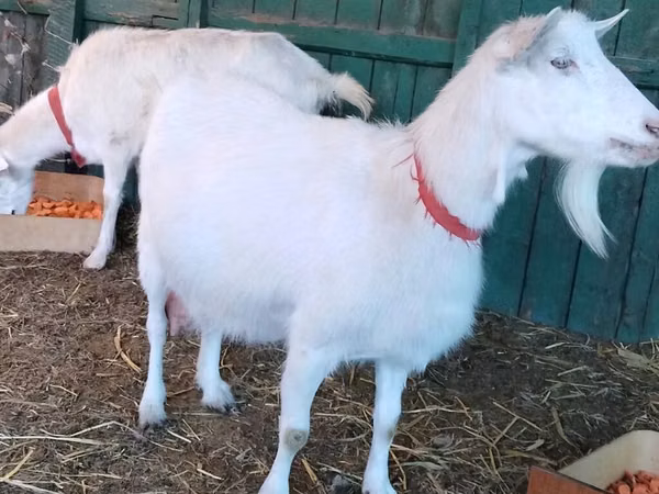 Ziege, Pomellata goat