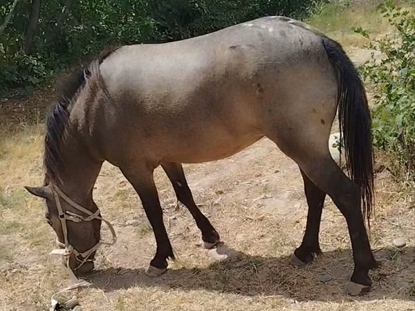 Mare, Horses