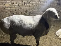 Widder, Afghan Arabi sheep — Foto 6