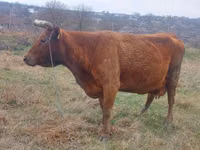Bull, Russian Black pied cattle — photo 2