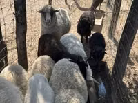 Sheep, Merino sheep — photo 6