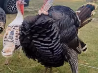 Turkeys — الصورة 2