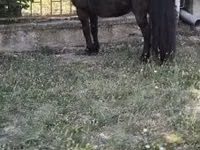 Horse (M), Australian Pony — photo 2