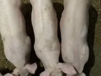 خنزير ذكر — الصورة 4