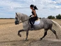 حصان, Andalusian horse — الصورة 3