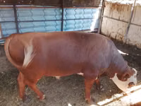 Toro, Vaca kazaja de cabeza blanca — foto 2