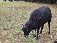 Schaf, Ouessant sheep — Foto 3