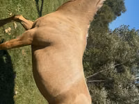 Mare, Quarter Horse — photo 4