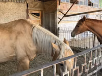 Horse (M), Anglo-Arabian — photo 1
