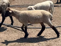 Widder, Hampshire sheep — Foto 3