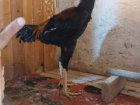 Chickens — Foto 5