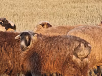 Schaf, Kazakh fat-tailed coarsewool sheep — Foto 2