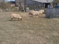 Widder, Scottish Blackface sheep — Foto 2