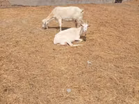 Ziege, Toggenburg goat — Foto 4