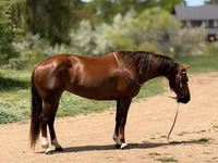 Mare, Quarter Horse — photo 7