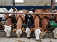 Toro, Simmental cattle — foto 1