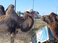 ناقة, Kazakh Bactrian camel — الصورة 2