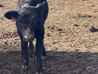 Bulle, Aberdeen-Angus — Foto 2