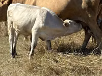 सांड, लाल बिना सींग वाली गाय — फ़ोटो 1