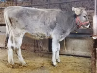 Toro, Swiss cattle — foto 1