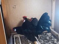 Chickens — الصورة 4