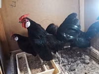 Chickens — الصورة 6