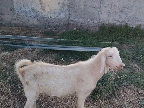 Овца, Бараны