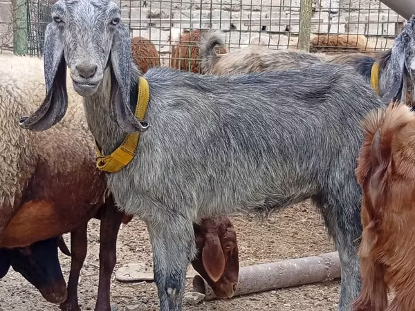 Ziege, Damask goat