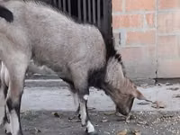 Cabro, Nubian Goat — foto 4