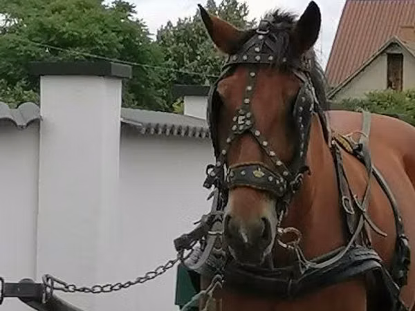 Mare, Horses