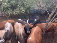 Bull, Red-spotted breed — photo 8