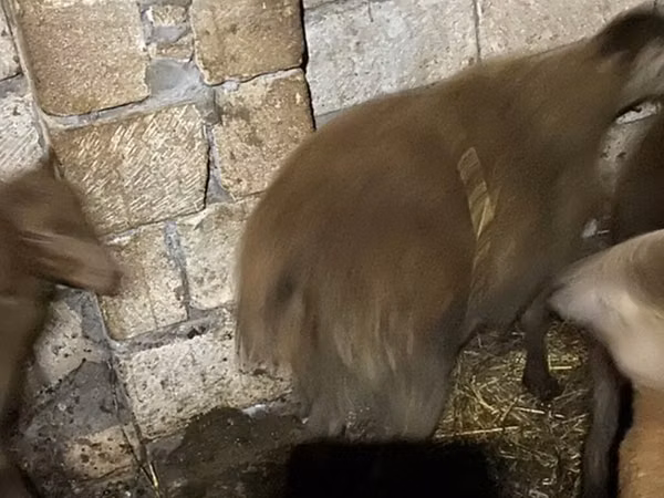 Widder, Shirvan sheep