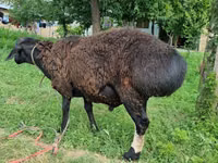 Widder, Blackheaded Persian sheep — Foto 3