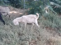 Cabra, Nubian Goat — foto 3