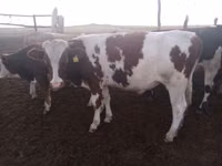 Kuh, Latvian Blue cattle — Foto 4