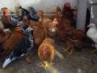 Chickens — الصورة 1