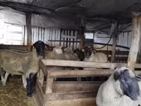 Ram, Ile-de-France sheep — photo 8