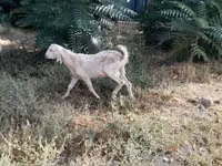 Cabra, Nubian Goat — foto 1