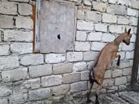 عنزة, Italian Alpine goat — الصورة 3