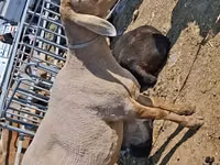 Schaf, Edilbay sheep — Foto 1