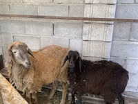 Widder, Small-tailed Han sheep — Foto 3