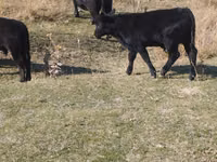 ثور, Swiss cattle — الصورة 3