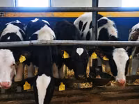 Cow, Holstein breed — photo 6