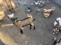 Ziegenbock, Nigerian dwarf goats — Foto 3