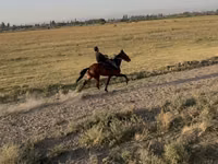 فرس, French Trotter — الصورة 5