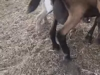 Ziege, Czech Brown Shorthaired goats — Foto 2