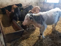 Bovinos (lote, sexo no especificado), Ganado vacuno — foto 4