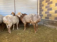 كبش, Rhon sheep — الصورة 2