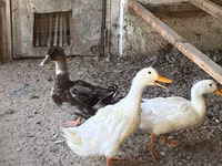 Ducks — الصورة 3